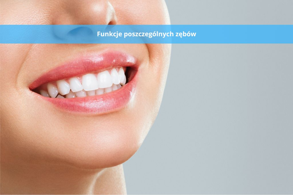 Funkcje poszczególnych zębów
